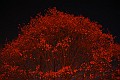 IMG_0603